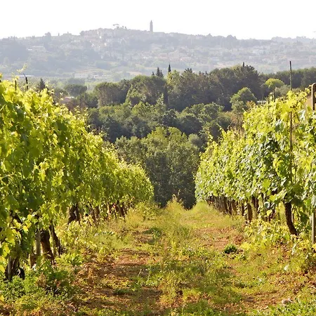 Terra Di Dio Toscanizzazione カパンノリ